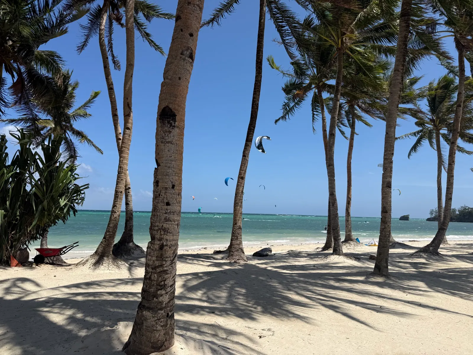 Palm-tree-framed beach view with kites in sky