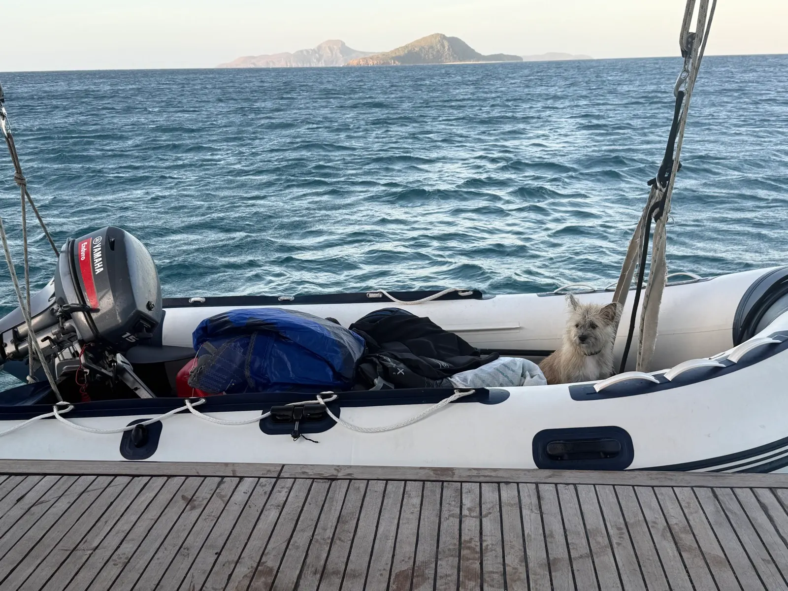 Dog riding in dinghy near island
