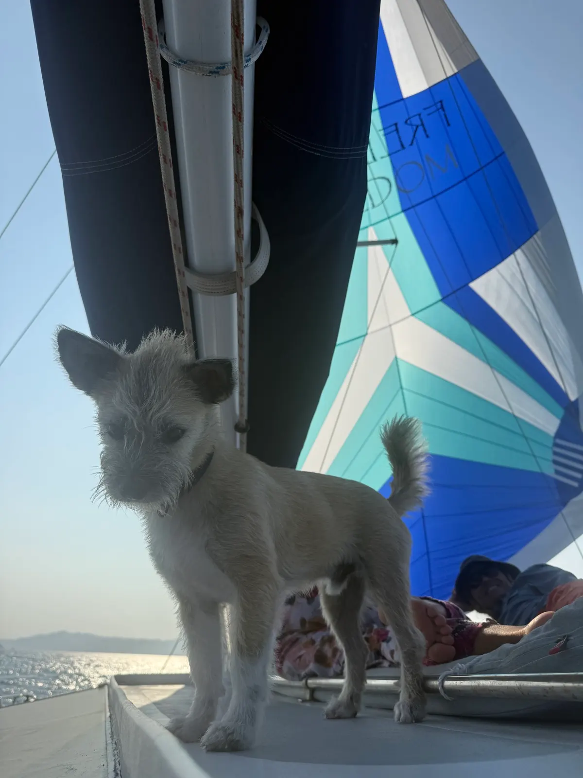 Close-up of dog on deck under sails