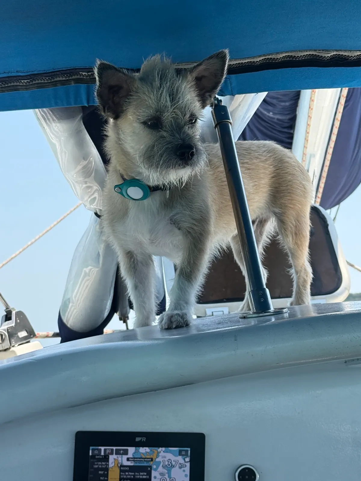 Close-up of dog on boat deck near chartplotter